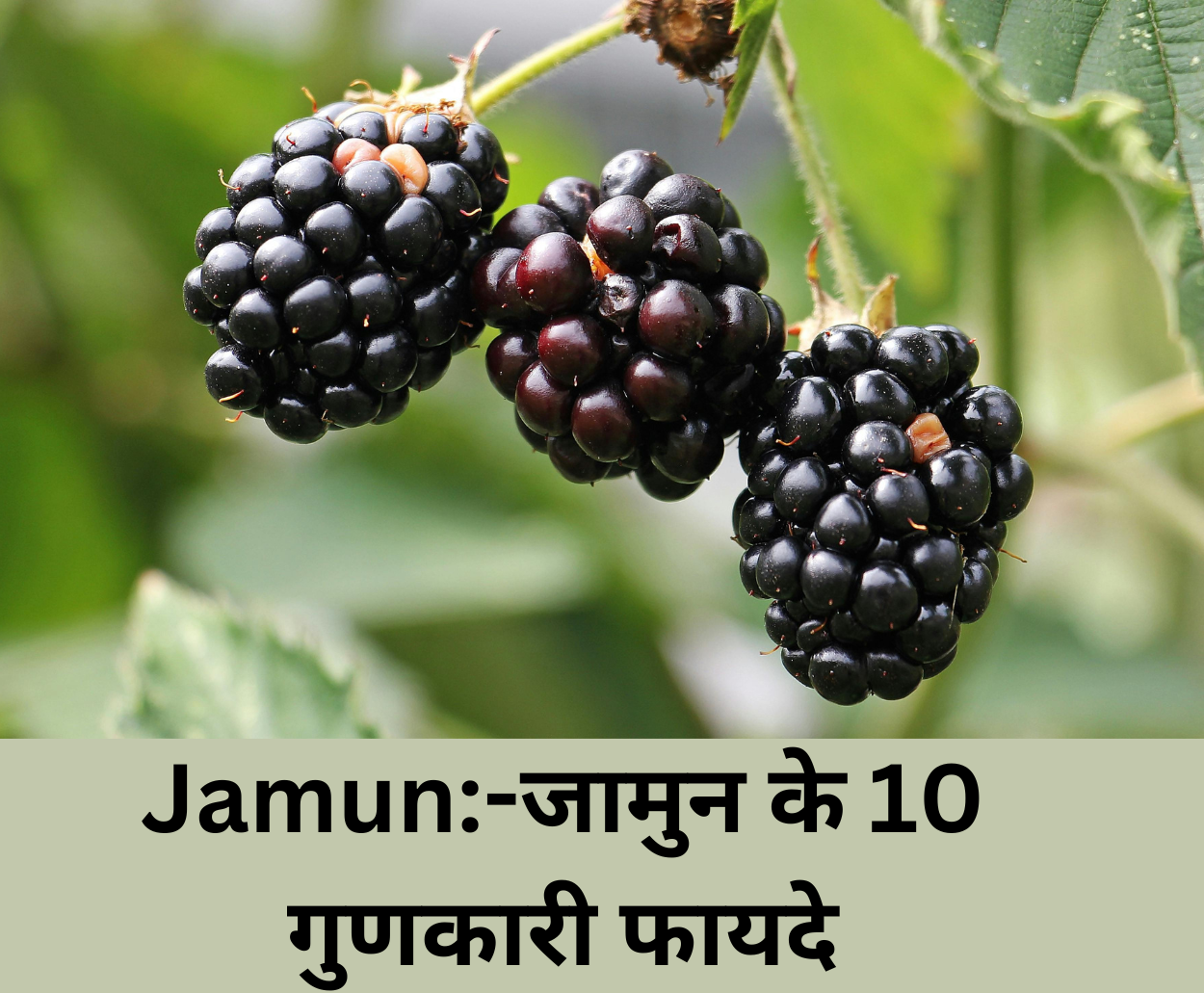 Jamun:-जामुन के 10 गुणकारी फायदे