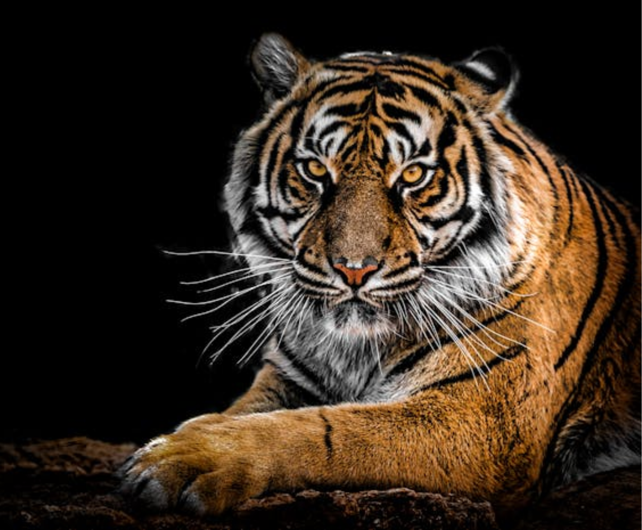 Pilibhit Tiger Reserve